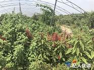 天津市乡村振兴产业人才创新创业联盟成立 人才 联盟在新区成立