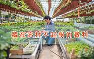家乡创业有什么好项目(农村创业有什么好项目)