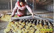 农村创业致富网