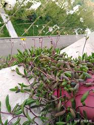 十年一绿叶(十年一绿叶什么意思)