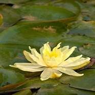 澳优能立多怎么样 这款儿童奶粉千万别错过