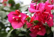 纤体梅有效果吗 】