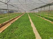 隆回：辣椒照亮致富新路