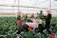 让农民在家门口致富 农民实现致富梦