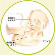 刚怀孕一个月 通常会有四种“感觉” 对照看看你怀孕了吗
