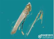 剑网3长歌怎么样与怎么样