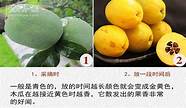 木瓜泡酒能丰胸吗?(酒酿木瓜汤可以丰胸吗)
