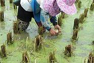 让农民在家门口致富 农民实现致富梦
