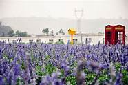 河南玫瑰花种植基地(河南玫瑰庄园旅游开发有限公司)