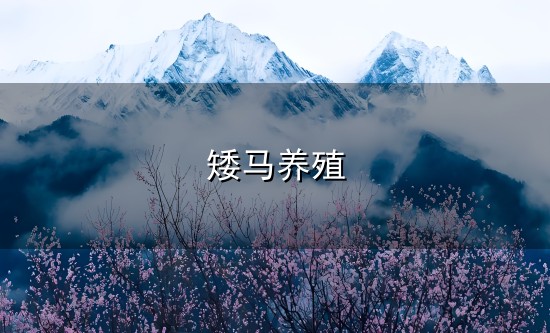 “马年养马”成热潮！网红小矮马成新晋萌宠，有卖家称“一天能卖出二三十匹”