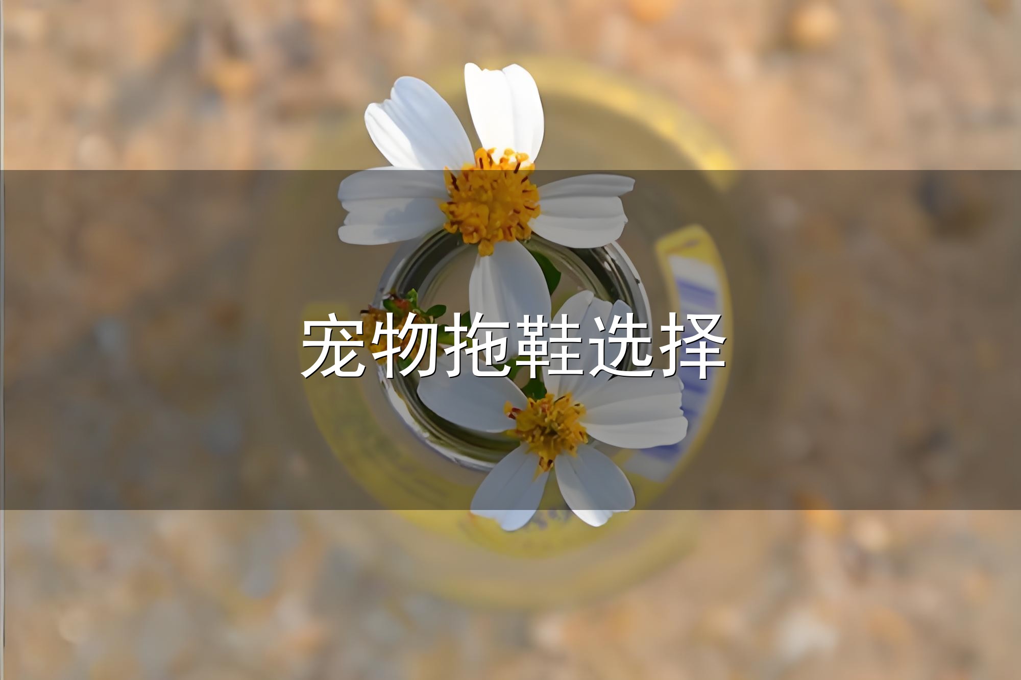 宠物拖鞋选择与拖鞋