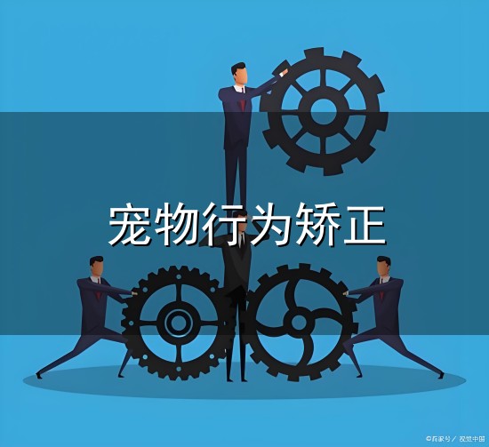 宠物行为矫正与矫正