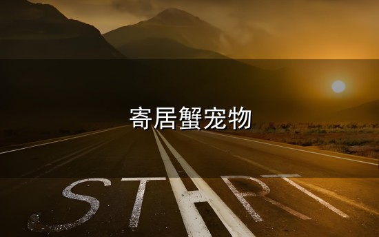 寄居蟹宠物与寄居蟹