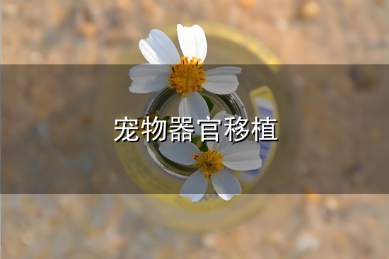 宠物器官移植与器官移植