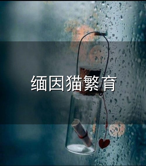 缅因猫繁育和缅因 缅因猫繁育与缅因