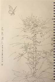 植物写生绘画作品(植物创作画)