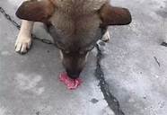 耐威克的猫零食怎么样(耐威克天然猫粮怎么样)