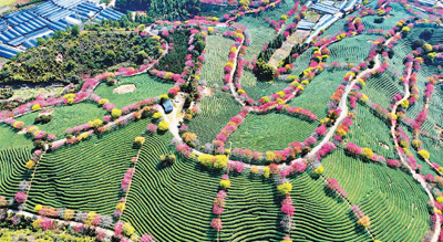 茶文化的新“国潮”