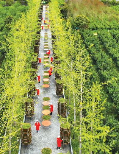 茶文化的新“国潮”