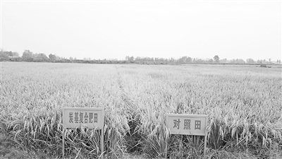 生物质炭成就有机水稻碳汇“第一拍”