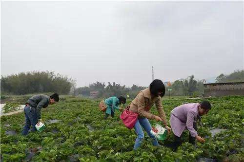 相关！农村创业致富项目