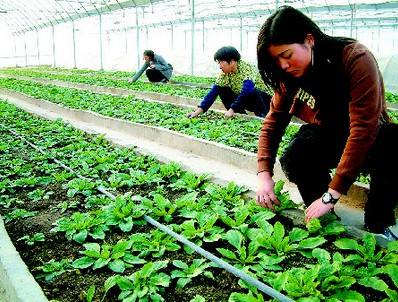 相关！农村创业致富项目