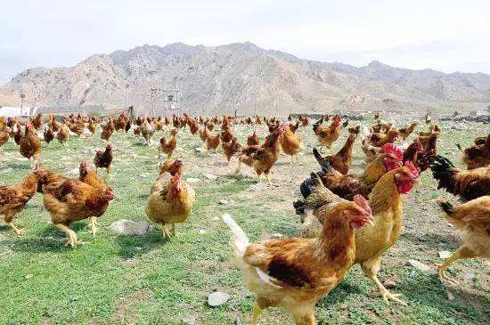 热点！农村创业点子