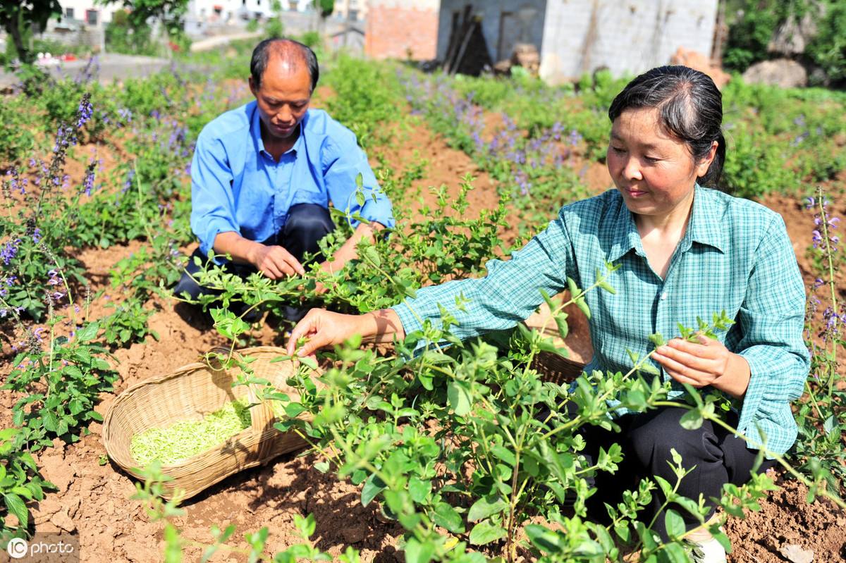 相关！农村创业好项目