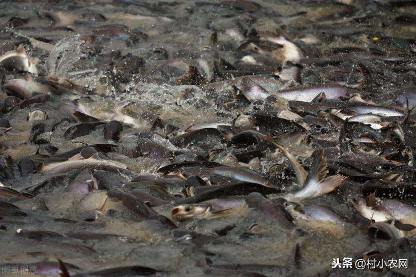 农村创业项目养殖业