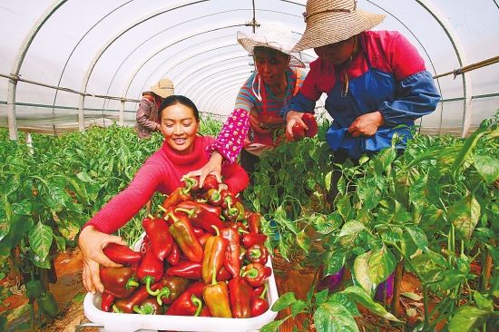 解说！适合农村的创业项目