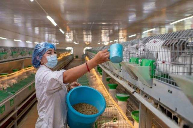 常见问题！农村创业项目养殖业