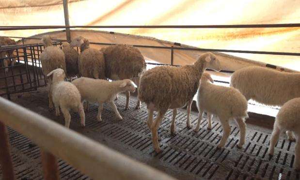 解说！农村养殖创业致富网