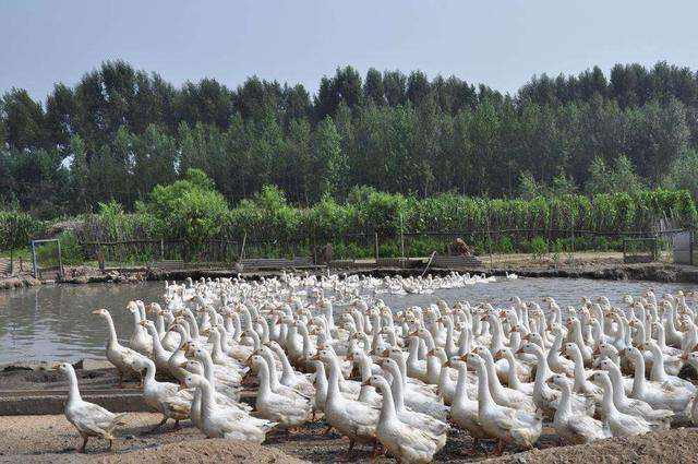解说！农村养殖创业致富网
