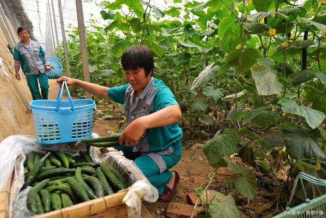 小知识！农村创业项目大全