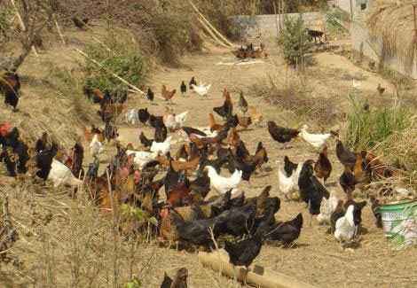 小知识！农村创业项目养殖业