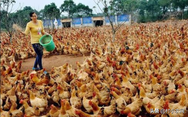 小知识！农村创业项目养殖业