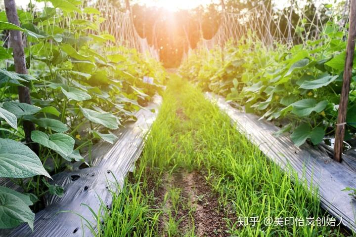 常见问题！适合农村的创业项目