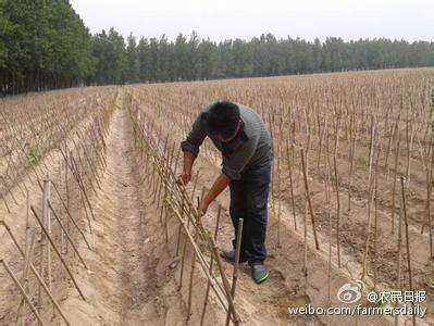 常见问题！农村创业项目大全