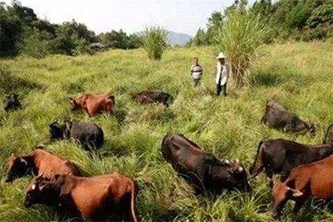 解说！农村办厂创业项目
