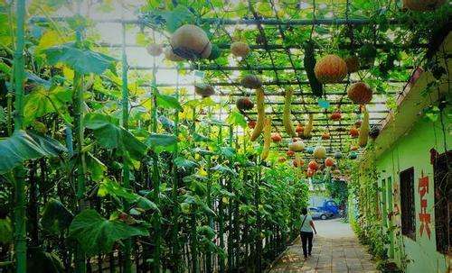 常见问题！农村创业项目