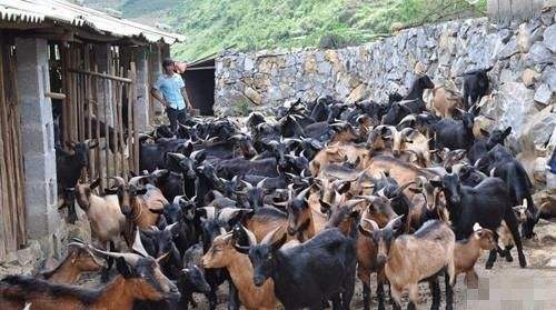 常见问题！最新农村创业项目