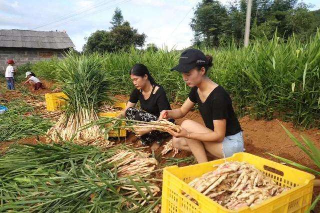 常见问题！最新农村创业项目