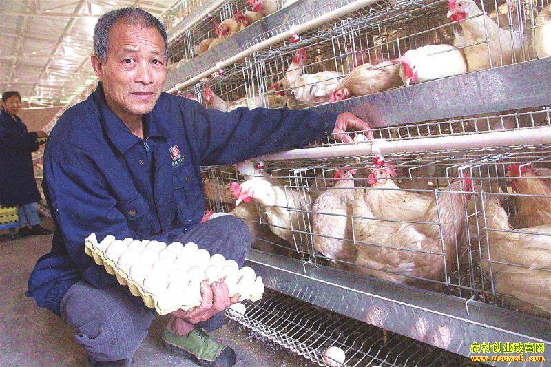 相关！农村养殖创业致富网