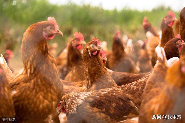 解释！农村养殖创业致富网