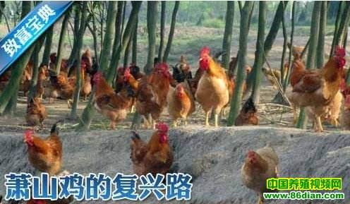 解释！农村养殖创业致富网