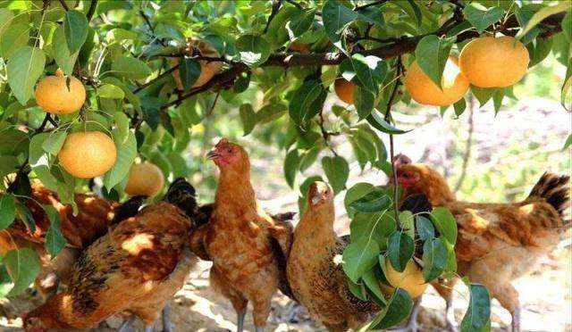 求答案！农民创业项目