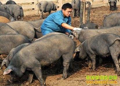 常见问题！农村养殖创业致富网