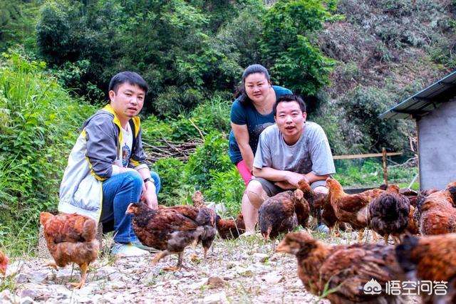 解释！农村创业项目养殖业