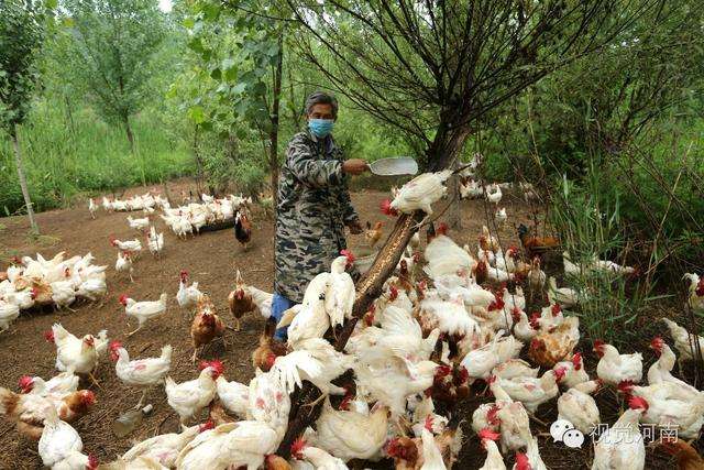 解释！农村创业项目养殖业