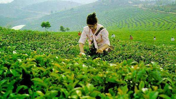 解答！农民创业致富好项目